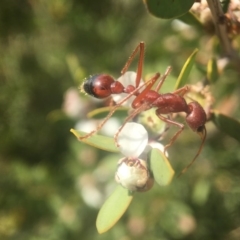 Myrmecia gulosa (Red bull ant) at Jervis Bay, JBT - 12 Oct 2020 by PeterA