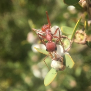 Myrmecia gulosa at Jervis Bay, JBT - 12 Oct 2020 11:07 AM