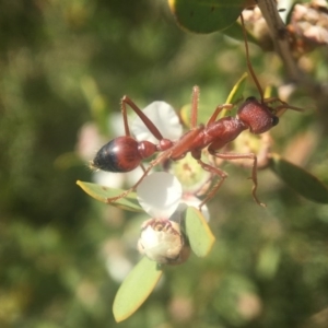 Myrmecia gulosa at Jervis Bay, JBT - 12 Oct 2020 11:07 AM