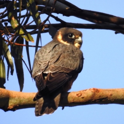 Falco longipennis (Australian Hobby) at Lions Youth Haven - Westwood Farm - 13 Oct 2020 by HelenCross
