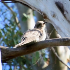 Cacomantis pallidus (Pallid Cuckoo) at QPRC LGA - 13 Oct 2020 by LisaH