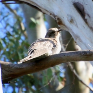 Cacomantis pallidus at Mongarlowe, NSW - 13 Oct 2020
