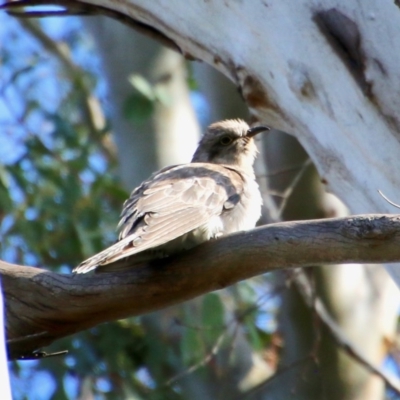 Cacomantis pallidus (Pallid Cuckoo) at QPRC LGA - 13 Oct 2020 by LisaH