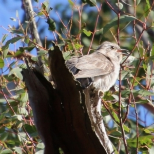 Cacomantis pallidus at Mongarlowe, NSW - 13 Oct 2020