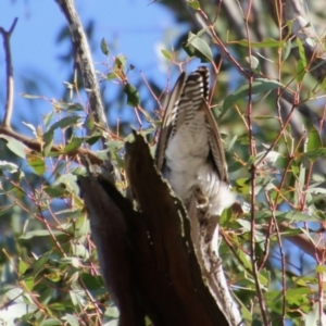 Cacomantis pallidus at Mongarlowe, NSW - 13 Oct 2020