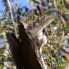 Cacomantis pallidus at Mongarlowe, NSW - 13 Oct 2020