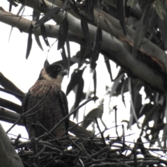 Falco longipennis (Australian Hobby) at Kambah, ACT - 14 Oct 2020 by HelenCross