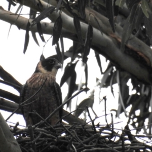 Falco longipennis at Kambah, ACT - 14 Oct 2020