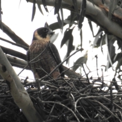 Falco longipennis at Kambah, ACT - 14 Oct 2020