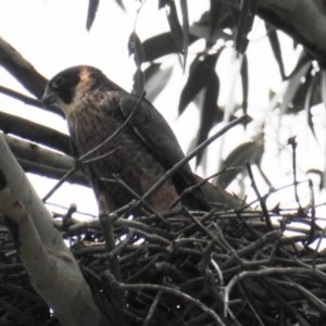 Falco longipennis at Kambah, ACT - 14 Oct 2020