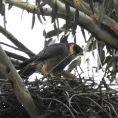 Falco longipennis at Kambah, ACT - 14 Oct 2020