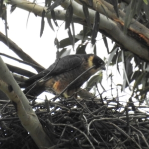 Falco longipennis at Kambah, ACT - 14 Oct 2020