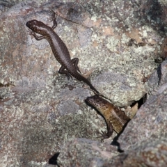 Egernia cunninghami (Cunningham's Skink) at Mongarlowe River - 13 Oct 2020 by LisaH