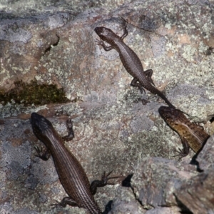 Egernia cunninghami at Mongarlowe, NSW - 13 Oct 2020