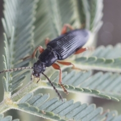 Lepturidea sp. (genus) (Comb-clawed beetle) at Bruce Ridge to Gossan Hill - 14 Oct 2020 by AlisonMilton