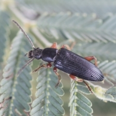 Lepturidea sp. (genus) at Bruce, ACT - 14 Oct 2020