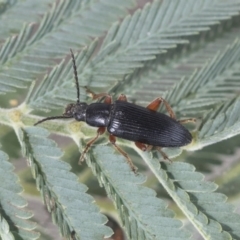 Lepturidea sp. (genus) at Bruce, ACT - 14 Oct 2020