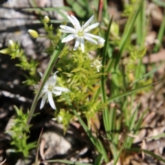 Stellaria pungens (Prickly Starwort) at Mongarlowe River - 13 Oct 2020 by LisaH