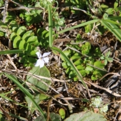 Lobelia pedunculata (Matted Pratia) at Mongarlowe River - 13 Oct 2020 by LisaH