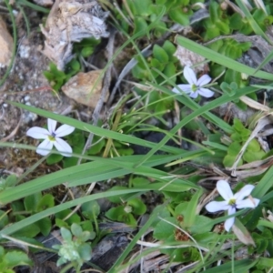 Lobelia pedunculata at Mongarlowe, NSW - suppressed