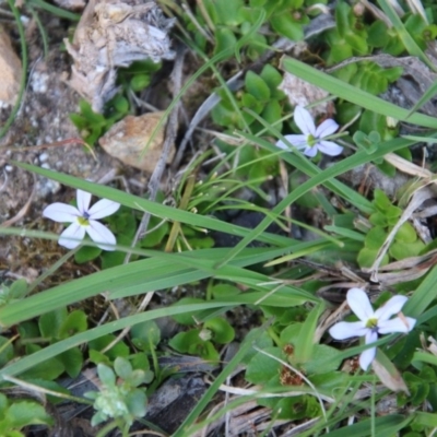 Lobelia pedunculata (Matted Pratia) at Mongarlowe, NSW - 13 Oct 2020 by LisaH