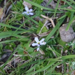 Lobelia pedunculata at Mongarlowe, NSW - suppressed