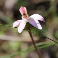 Caladenia fuscata (Dusky Fingers) at Mongarlowe River - 13 Oct 2020 by LisaH
