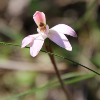 Caladenia fuscata (Dusky Fingers) at Mongarlowe, NSW - 13 Oct 2020 by LisaH