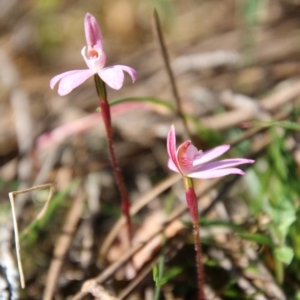 Caladenia fuscata at Mongarlowe, NSW - suppressed