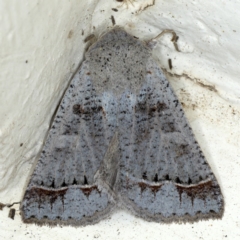 Pantydia sparsa (Noctuid Moth) at Ainslie, ACT - 10 Oct 2020 by jb2602