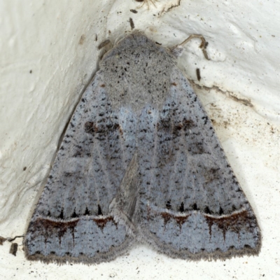 Pantydia sparsa (Noctuid Moth) at Ainslie, ACT - 10 Oct 2020 by jb2602