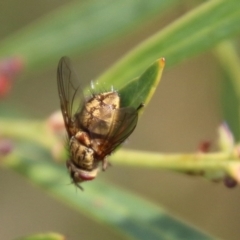 Unidentified True fly (Diptera) at Mongarlowe River - 13 Oct 2020 by LisaH