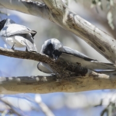 Coracina novaehollandiae (Black-faced Cuckooshrike) at Mount Ainslie - 12 Oct 2020 by Alison Milton