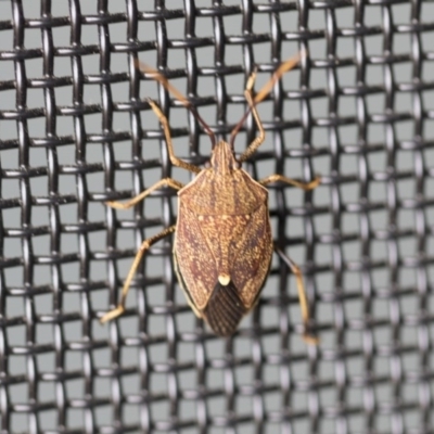 Poecilometis strigatus (Gum Tree Shield Bug) at Higgins, ACT - 14 Oct 2020 by AlisonMilton