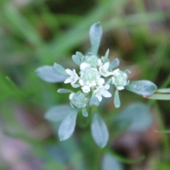 Poranthera microphylla (Small Poranthera) at Mongarlowe, NSW - 13 Oct 2020 by LisaH