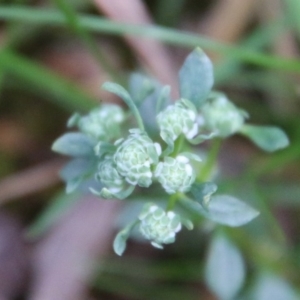 Poranthera microphylla at Mongarlowe, NSW - suppressed