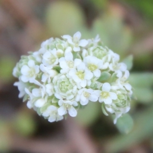 Poranthera microphylla at Mongarlowe, NSW - suppressed