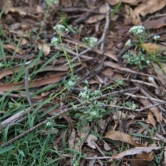 Poranthera microphylla at Mongarlowe, NSW - suppressed