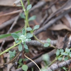 Poranthera microphylla at Mongarlowe, NSW - suppressed