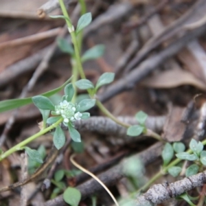 Poranthera microphylla at Mongarlowe, NSW - suppressed