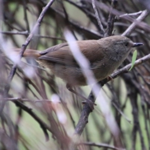 Sericornis frontalis at Mongarlowe, NSW - 13 Oct 2020