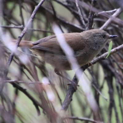 Sericornis frontalis (White-browed Scrubwren) at Mongarlowe, NSW - 13 Oct 2020 by LisaH