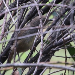 Sericornis frontalis at Mongarlowe, NSW - 13 Oct 2020