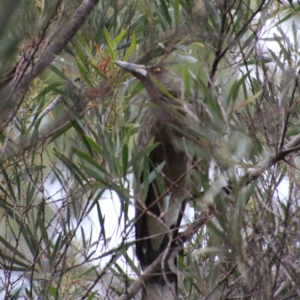 Strepera versicolor at Mongarlowe, NSW - 13 Oct 2020