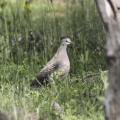 Phaps chalcoptera (Common Bronzewing) at Majura, ACT - 12 Oct 2020 by Alison Milton
