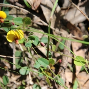 Bossiaea prostrata at Mongarlowe, NSW - suppressed