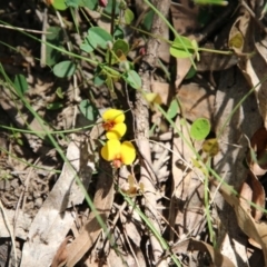 Bossiaea prostrata at Mongarlowe, NSW - suppressed