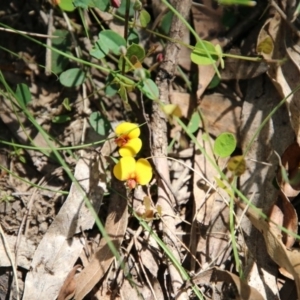 Bossiaea prostrata at Mongarlowe, NSW - suppressed