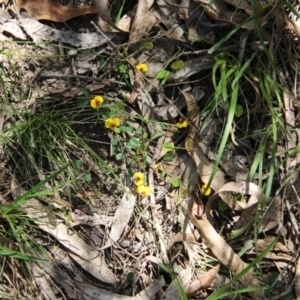 Bossiaea prostrata at Mongarlowe, NSW - suppressed