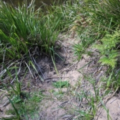 Hydromys chrysogaster (Rakali or Water Rat) at Mongarlowe River - 13 Oct 2020 by LisaH